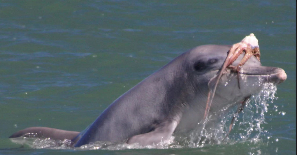 Дельфины подбрасывают осьминогов в воздух перед употреблением в пищу
