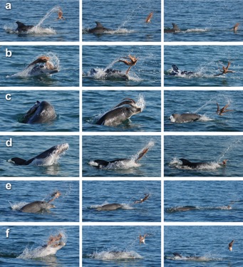 Последовательное приготовление добычи в виде осьминога дельфинами-афалинами для употребления в пищу